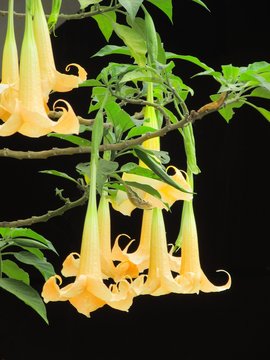 Yellow Angel Trumpet flower with green leaves and a black background