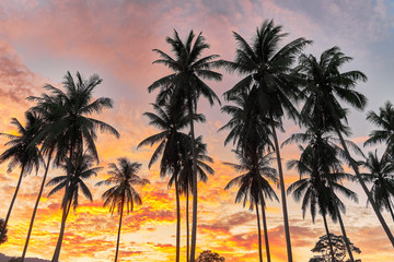 Palm trees on a colourful sunset background 