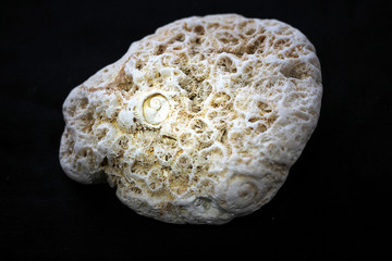 Tokyo,Japan-August 30, 2018: Dead acanthastrea with small conch on black background