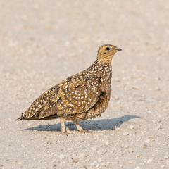 Female Burchell's Sandgrouse