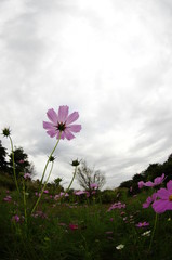 コスモスの花