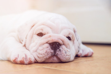 English bulldog lying on color background. Close-up photo.white puppy sleeping .