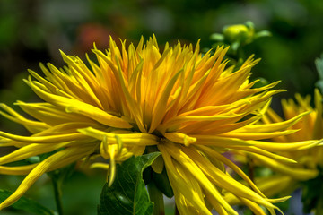 Bright Yellow Petals on a Close Up of a Single  Ludwig Dahlia Flower