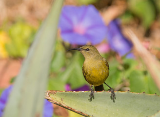 Female Sunbird