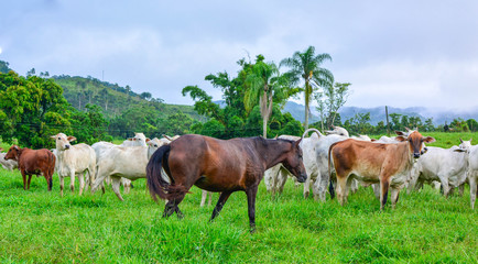 Fototapeta na wymiar Cows and horses