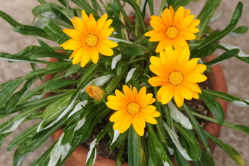 ガザニアの花