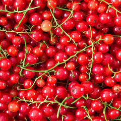 background of ripe juicy red currant berries