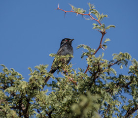 Fork-tailed Drongo