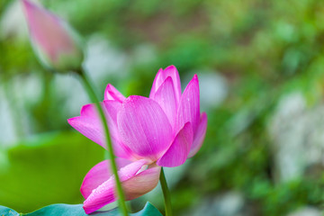 Beautiful Da Helian lotus in Tode Park taipei taiwan