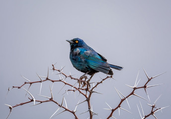 Glossy Starling