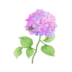 Hydrangea Hand drawn sketch and watercolor illustrations. Watercolor painting Flower . Hydrangea Illustration isolated on white background.