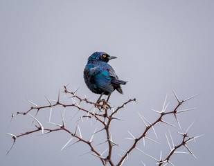 Glossy Starling