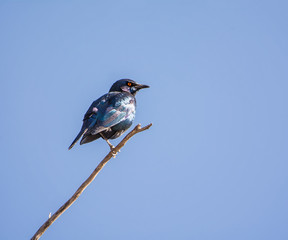 Cape Glossy Starling