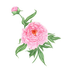 Obraz premium Peony Hand drawn sketch and watercolor illustrations. Watercolor painting Peony. Peony Illustration isolated on white background.