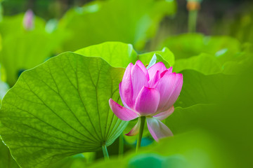 Obraz premium Beautiful Da Helian lotus in Tode Park taipei taiwan