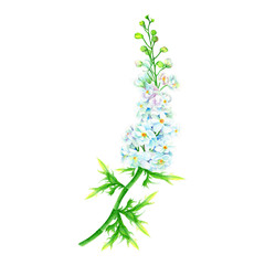 Wild Flowers Hand drawn sketch and watercolor illustrations. Watercolor painting Wild Flowers. Wild Flower Illustration isolated on white background.