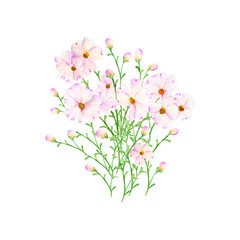 Wild Flowers Hand drawn sketch and watercolor illustrations. Watercolor painting Wild Flowers. Wild Flower Illustration isolated on white background.