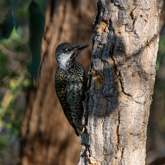 Female Golden-tailed Woodpecker