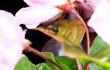 Beetles, taken in the wild