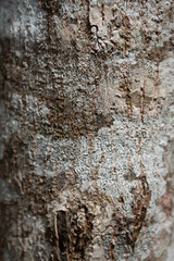 Bark tree texture in the wood