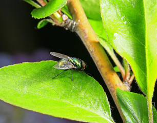 Embalmed, taken in the wild