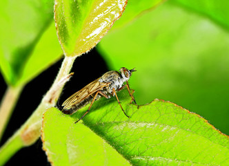 Fly insects, the stolen fly