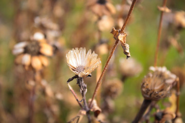 flor seca