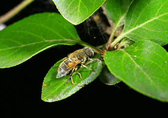 Feed aphid fly, in the wild