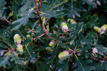 oak with acorns