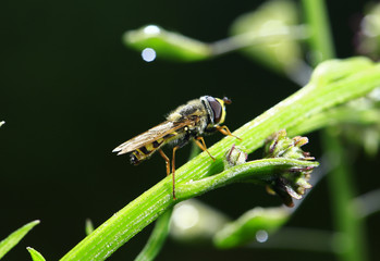 Feed aphid fly, in the wild