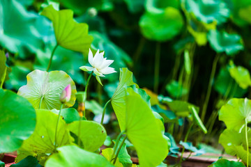 Obraz na płótnie Canvas Beautiful Da Helian lotus in Tode Park taipei taiwan