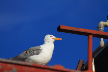 sea, animal, beak, white, nature, sky, blue, 