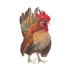 Chicken Watercolor painting isolated. Watercolor hand painted cute animal illustrations. Chicken isolated on white background