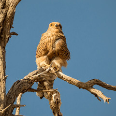 Greater Kestrel