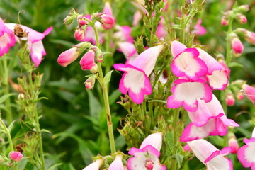 Beautiful color flowers on the tree in the garden