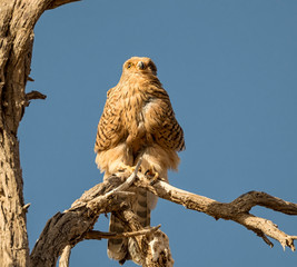 Greater Kestrel