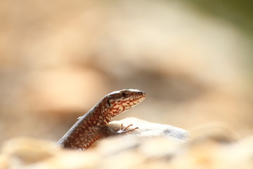 lizard, reptile, animal, nature, wildlife, snake, wild, 