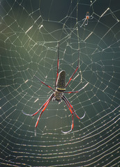 Batik Golden Web Spider