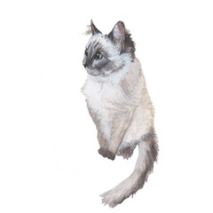 Cat Watercolor painting isolated. Watercolor hand painted cute animal illustrations. Cat isolated on white background