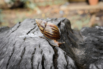 Big snail in shell crawling on Timber