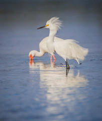 Snowy white egret fluffing feathers.