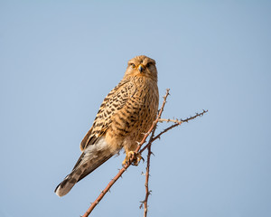 Greater Kestrel
