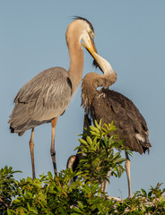 Mama blue heron feeds large chick.CR2