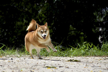 柴犬・走る