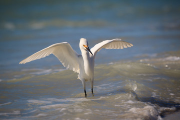 White Snowy egret dances in the surf.CR2