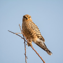 Greater Kestrel