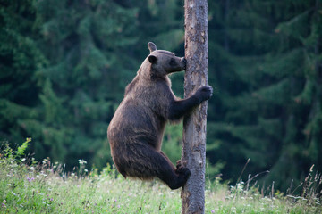 brown bear in its natural habitat climbing a tree