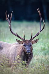 Naklejka na ściany i meble Large male bull elk with full rack stares at camera.tif
