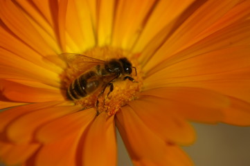 Macro of a yellow typical Honey Bee cross pollinating an orange flower in a rural garden, New South Wales, Australia