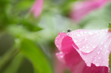 Obraz premium Fly resting on malope flower with dew in early morning